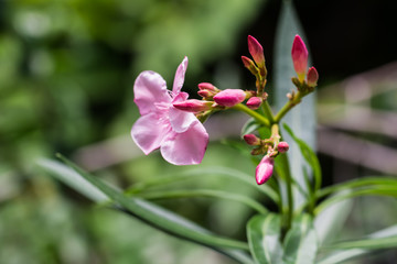 beautiful flower in garden