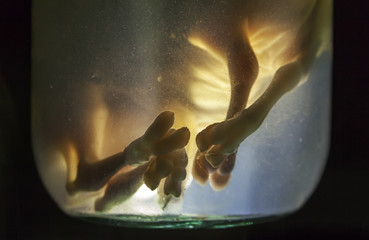 Animal embryos in formaldehyde