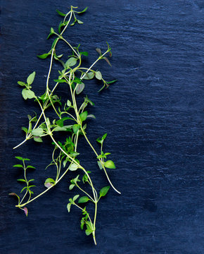 Fresh green Thyme on old blue stone background