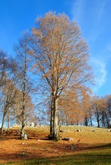 Altopiano carsico di Campaegli in autunno - Cervara di Roma - Roma - Lazio - Italia