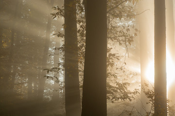 Herbstwald im Licht