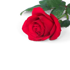 single red rose