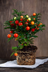 Winter,  Christmas cherry plant Solanum