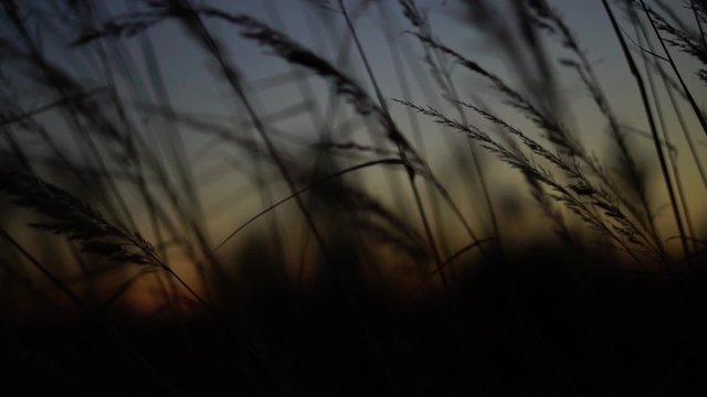 trawy o zachodzie słońca