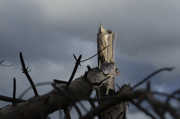 broken tree