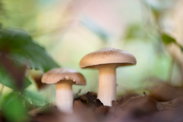 Landscape with mushrooms