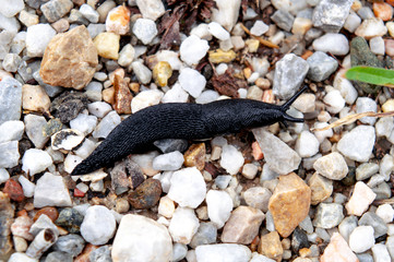 Black Slug
