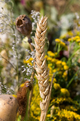 handmade  beautiful bouquets from flowers and herbs
