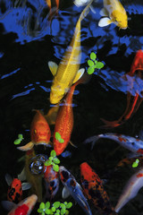 Gold fish in aquarium.