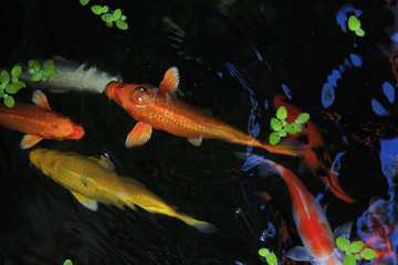 Gold fish in aquarium.