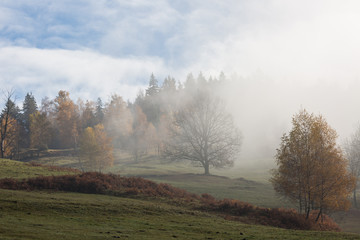 automne dans les Vosges