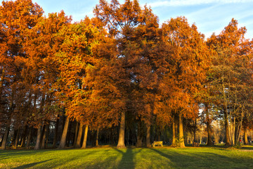 Autumn colors at the park with shadow on the trees, Varese - Italy