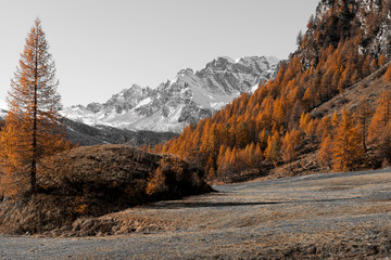 Autumn colors at the Devero Alp with snowy mountains in background, Italy