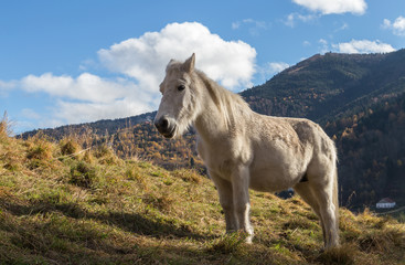 poney blanc