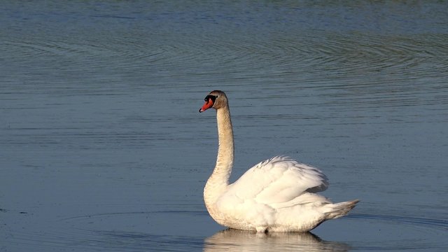 Swan in preening on the lake 