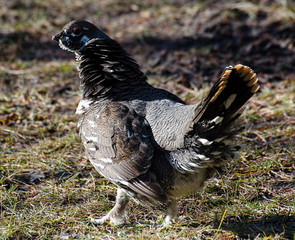Spruce Grouse in the fall season.