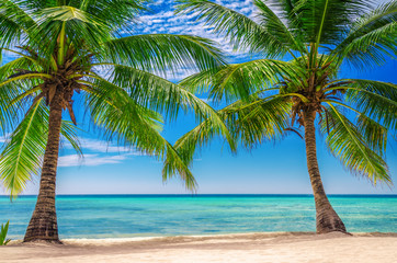 Obraz na płótnie Canvas Palm trees at Exotic Beach, Dominican Republic