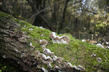 Clear brown velvety fungi