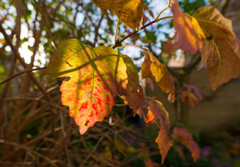 Obraz premium Leave in autumn colors in sunlight