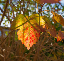 Leave in autumn colors in sunlight
