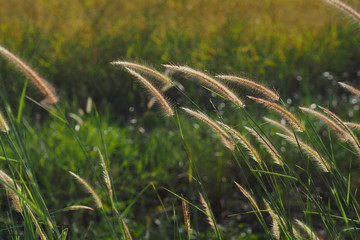 Bright golden grass flower in the field 