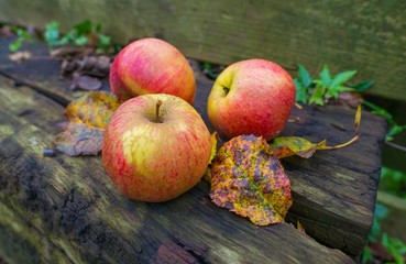 Apples fallen from an apple tree in autumn