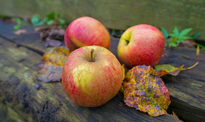 Apples fallen from an apple tree in autumn