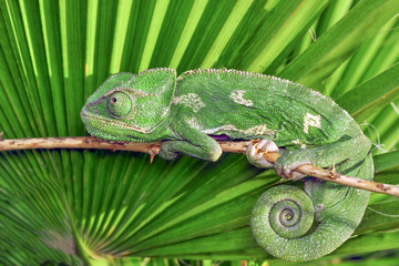 green chameleon - Stock Image