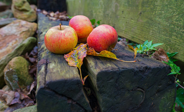 Apples fallen from an apple tree in autumn