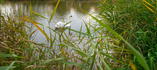 Swan swimming in a river in autumn