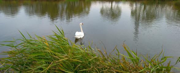 Swan swimming in a river in autumn