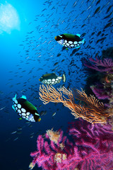 Fototapeta premium Photo of coral colony