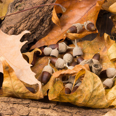 Ghiande e fogliame