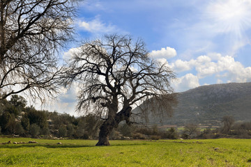 Silhouette of Oak Tree 