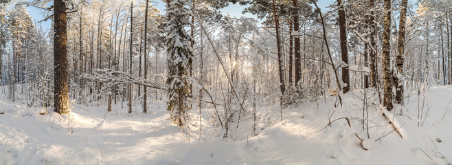 Winter snow-covered wood.