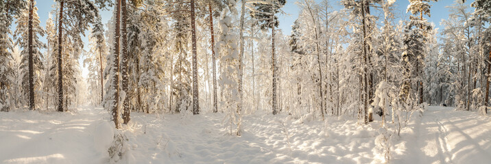 Winter snow-covered wood.