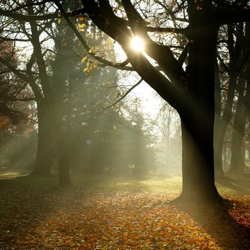 Herbstliche Morgenstimmung im Park