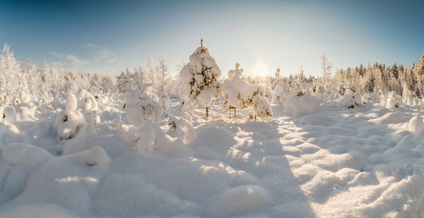 Winter snow-covered wood.