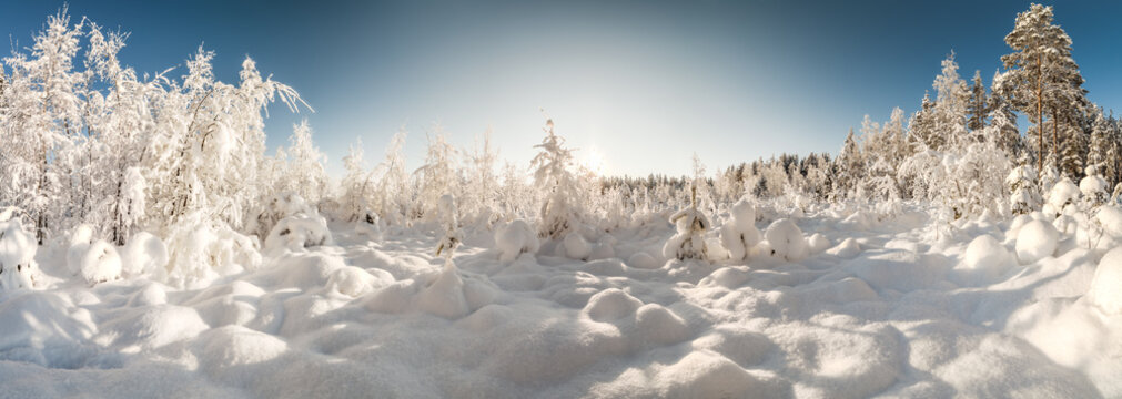 Fototapeta Winter snow-covered wood.