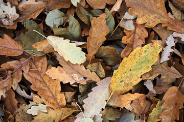 Autumn leaves background