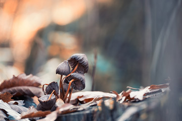 Macro photo of mushrooms