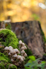 Mushrooms on a trunk