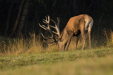 Red deer/deer/Czech Republic