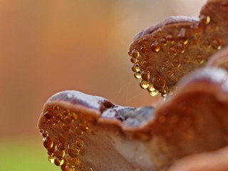 Guttation an Laubholz-Harzporling (Ischnoderma resinosum)
