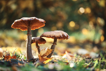 Photo of mushrooms - 95404887