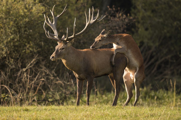 Naklejka na ściany i meble Red deer/deer/Czech Republic