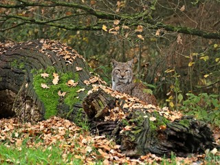 Luchs (Lynx lynx) im Herbstwald
