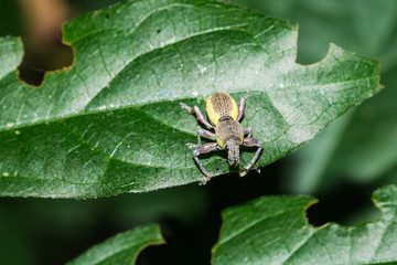 little bug on leaf