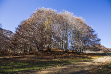 Beech forest in autumn