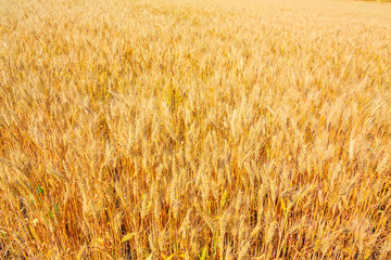 yellow wheat ears on the field